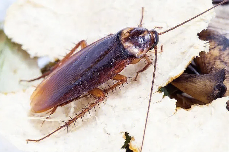 蟑螂的影响和危害