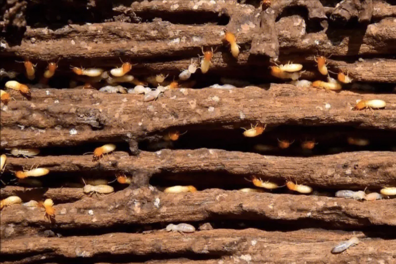 如何有效预防和控制白蚁的繁殖