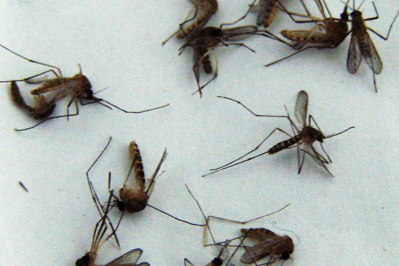 “蚊子为什么偏偏喜欢咬我呢？”因为血型原因吗？