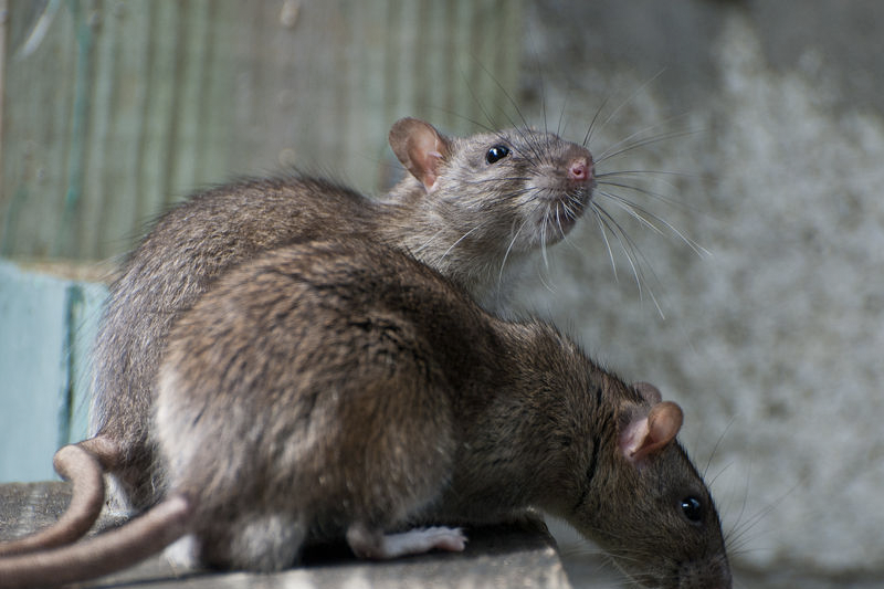 灭鼠的社会意义和价值