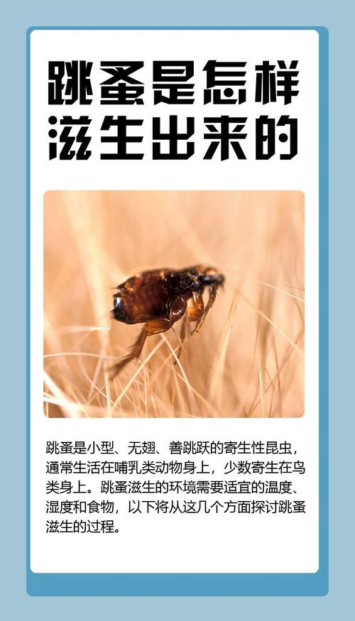 灭跳_灭跳蚤最好的农药_灭跳蚤小妙招