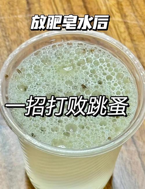 家里有跳蚤怎么彻底消灭？巧用常见材料，低成本解决困扰