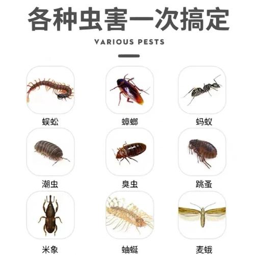 无数家庭受臭虫困扰，繁殖力强且隐蔽，专业灭虫不简单